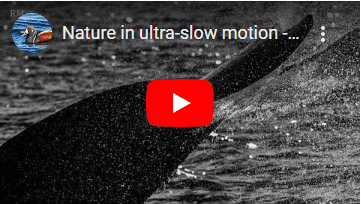 Wildlife capture using Chronos high speed camera