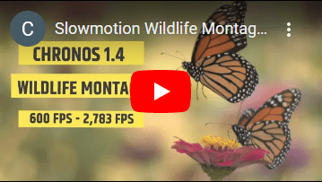 Slow motion wildlife capture