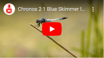 wildlife capture by Chronos camera