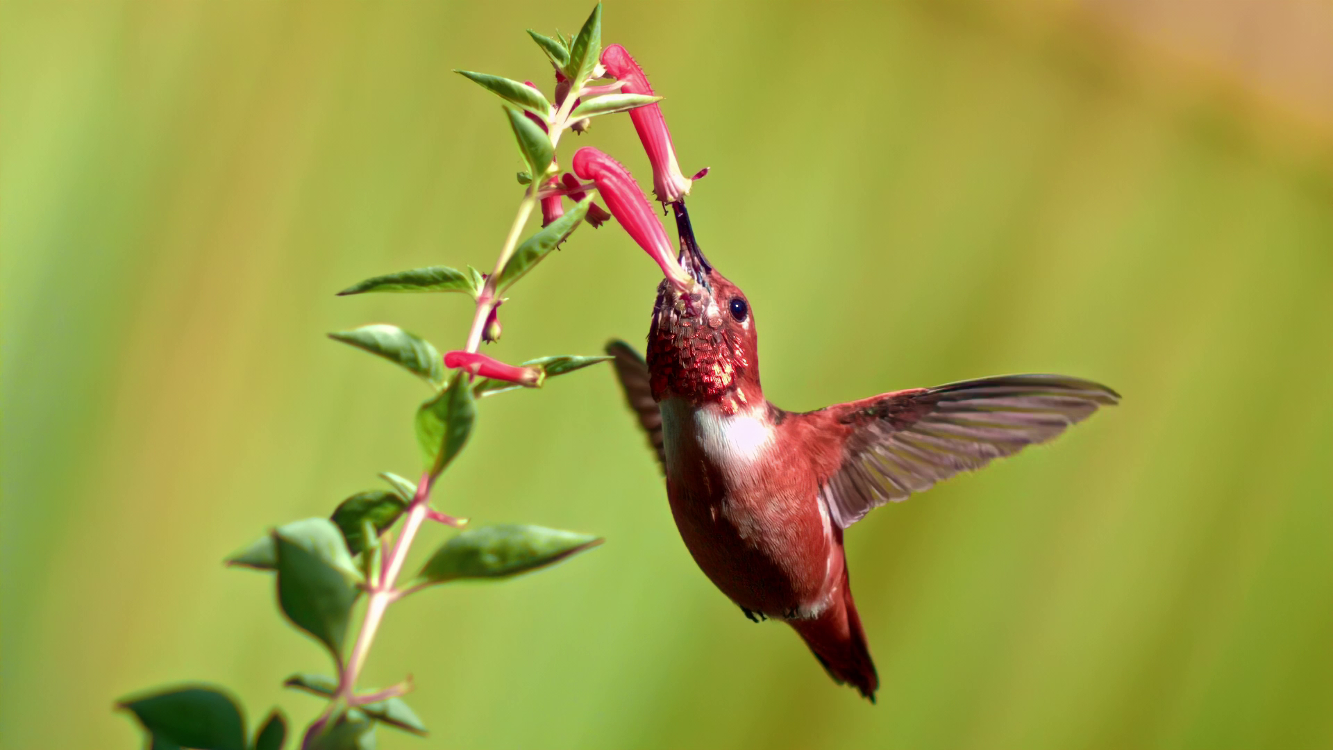 View of a bird captured by Chronos camera